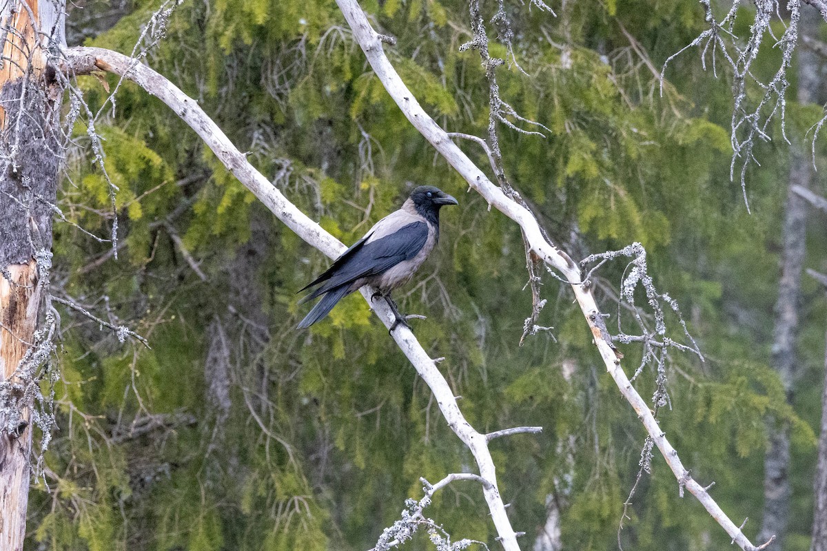 Hooded Crow (Hooded) - ML621453611