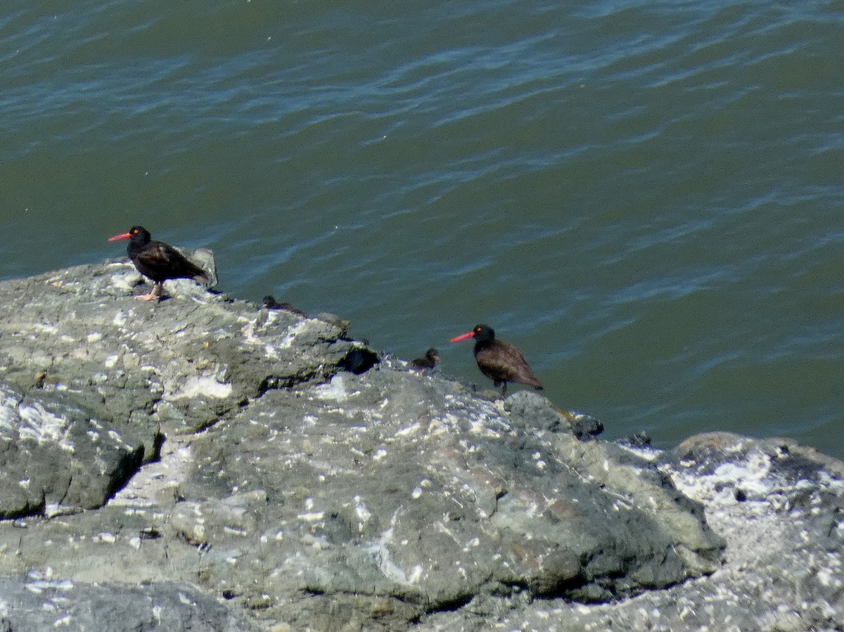 Black Oystercatcher - ML621453639