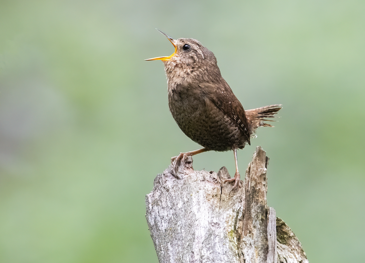 Pacific Wren - Annie McLeod