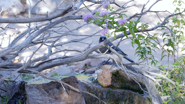 Mexican Jay (Arizona) - ML621453752