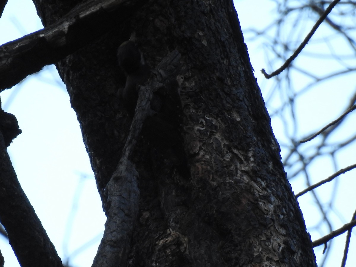 Black-backed Woodpecker - ML62145381