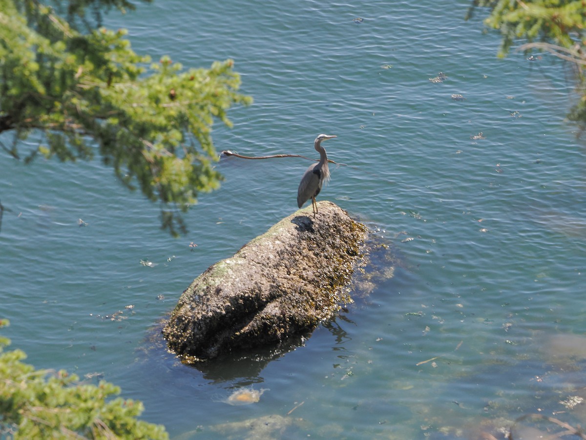 Great Blue Heron - ML621453881