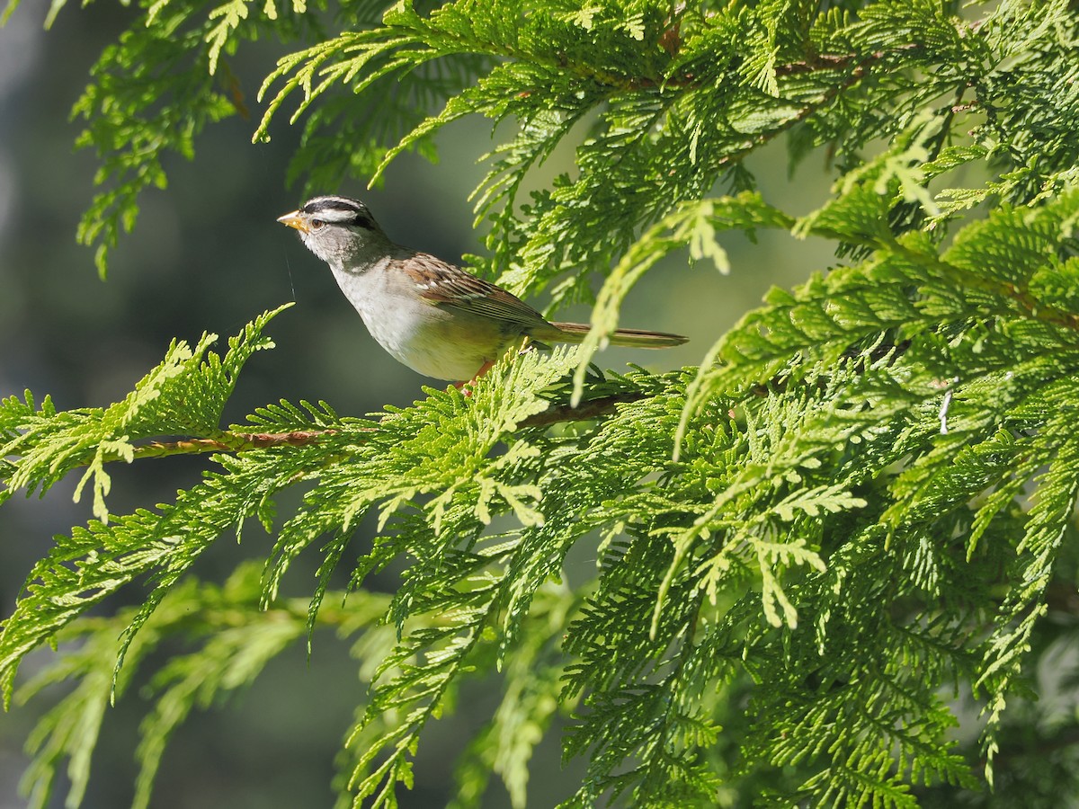 White-crowned Sparrow - Jeanne Stoddard