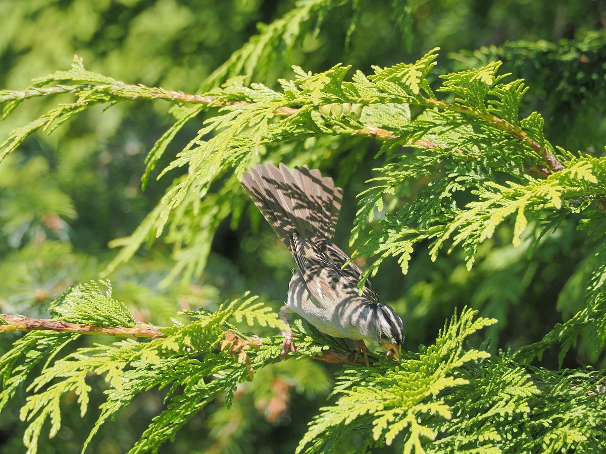 White-crowned Sparrow - ML621453889