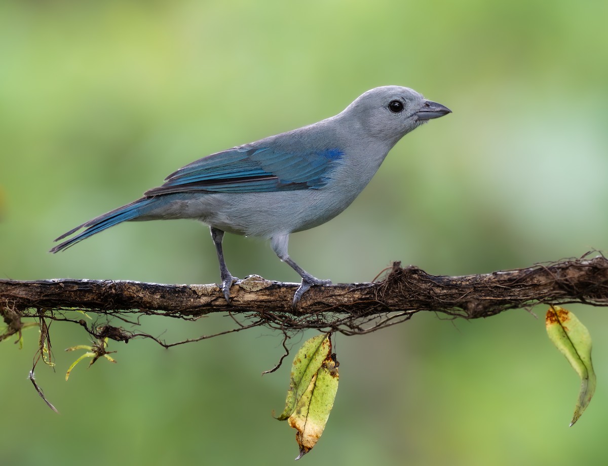 Blue-gray Tanager - ML621453945