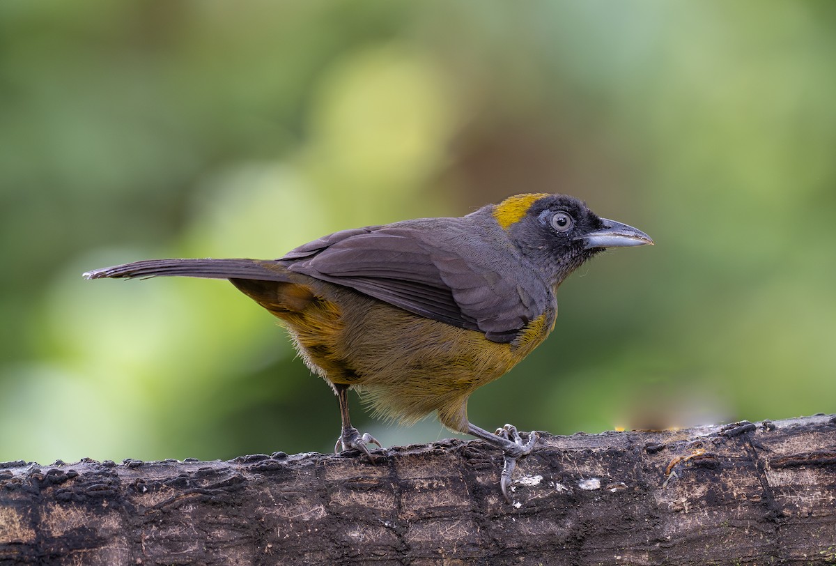 Dusky-faced Tanager - ML621453951