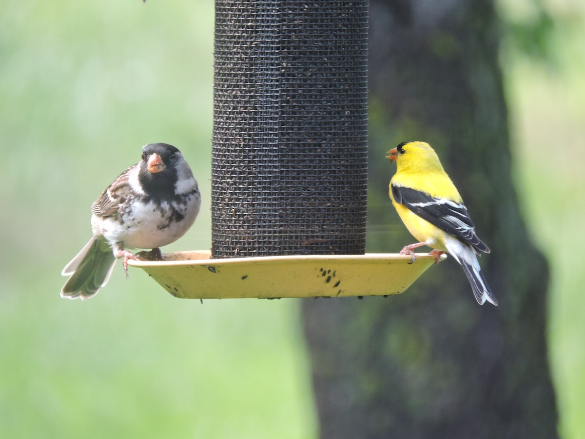 Harris's Sparrow - ML621453956