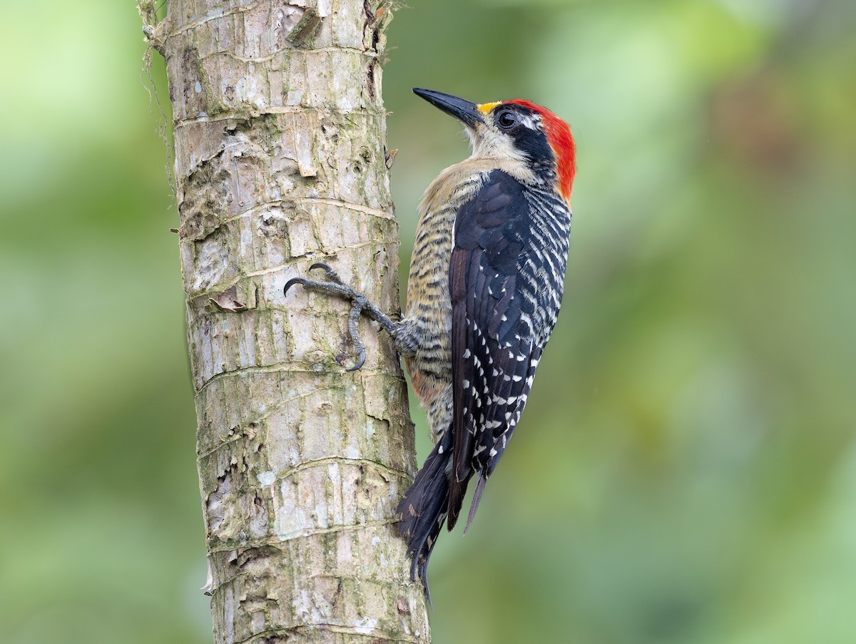 Black-cheeked Woodpecker - ML621453977