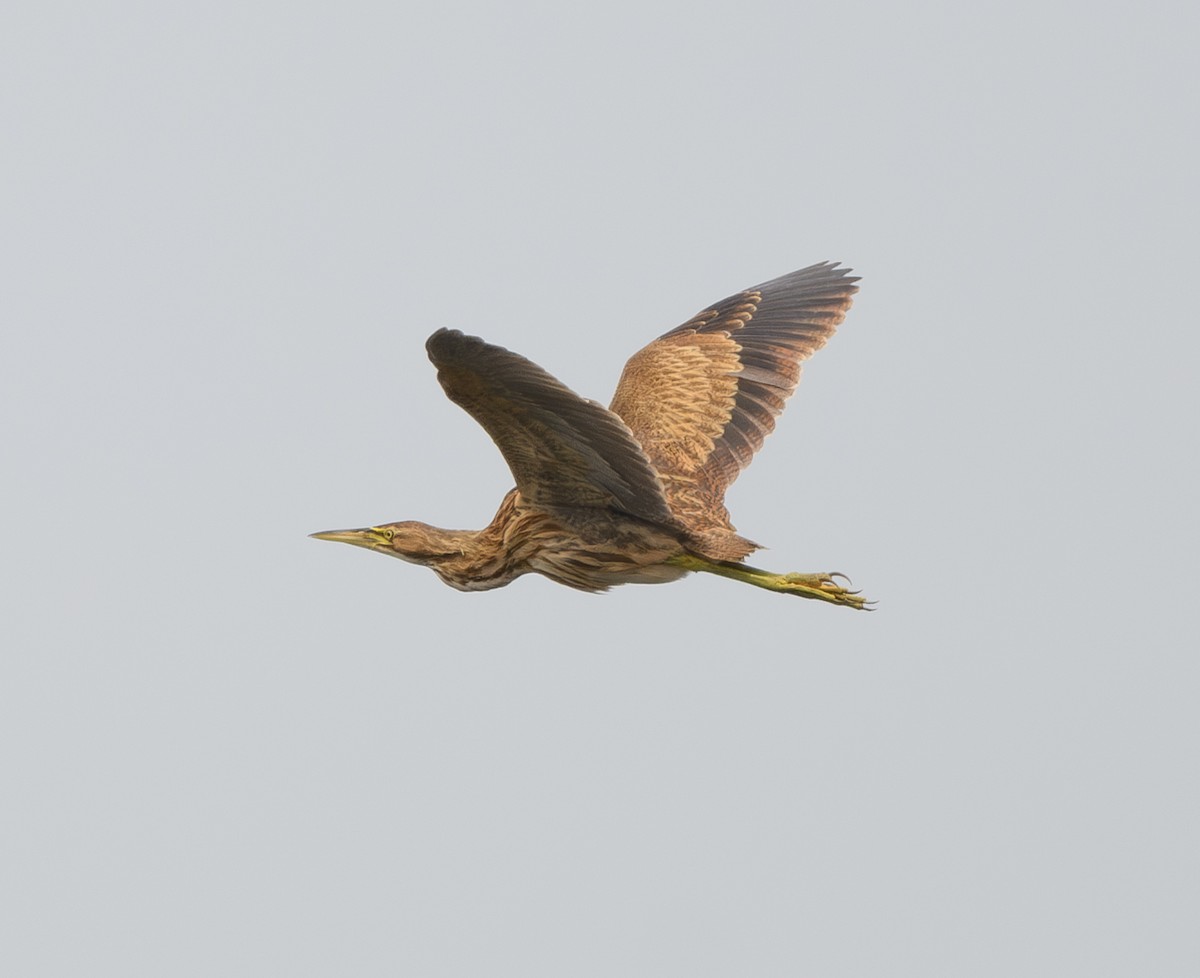 American Bittern - ML621453983