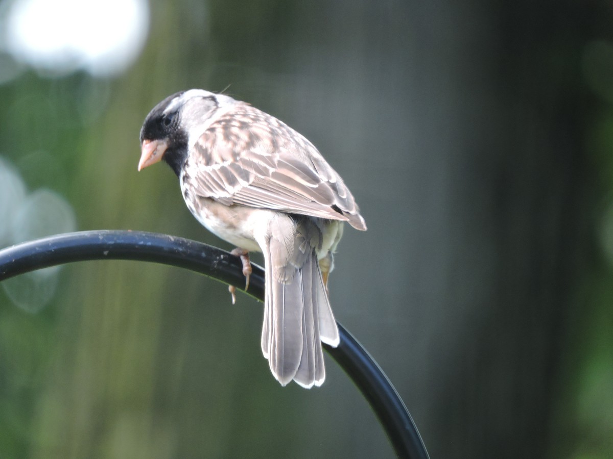 Harris's Sparrow - ML621453986