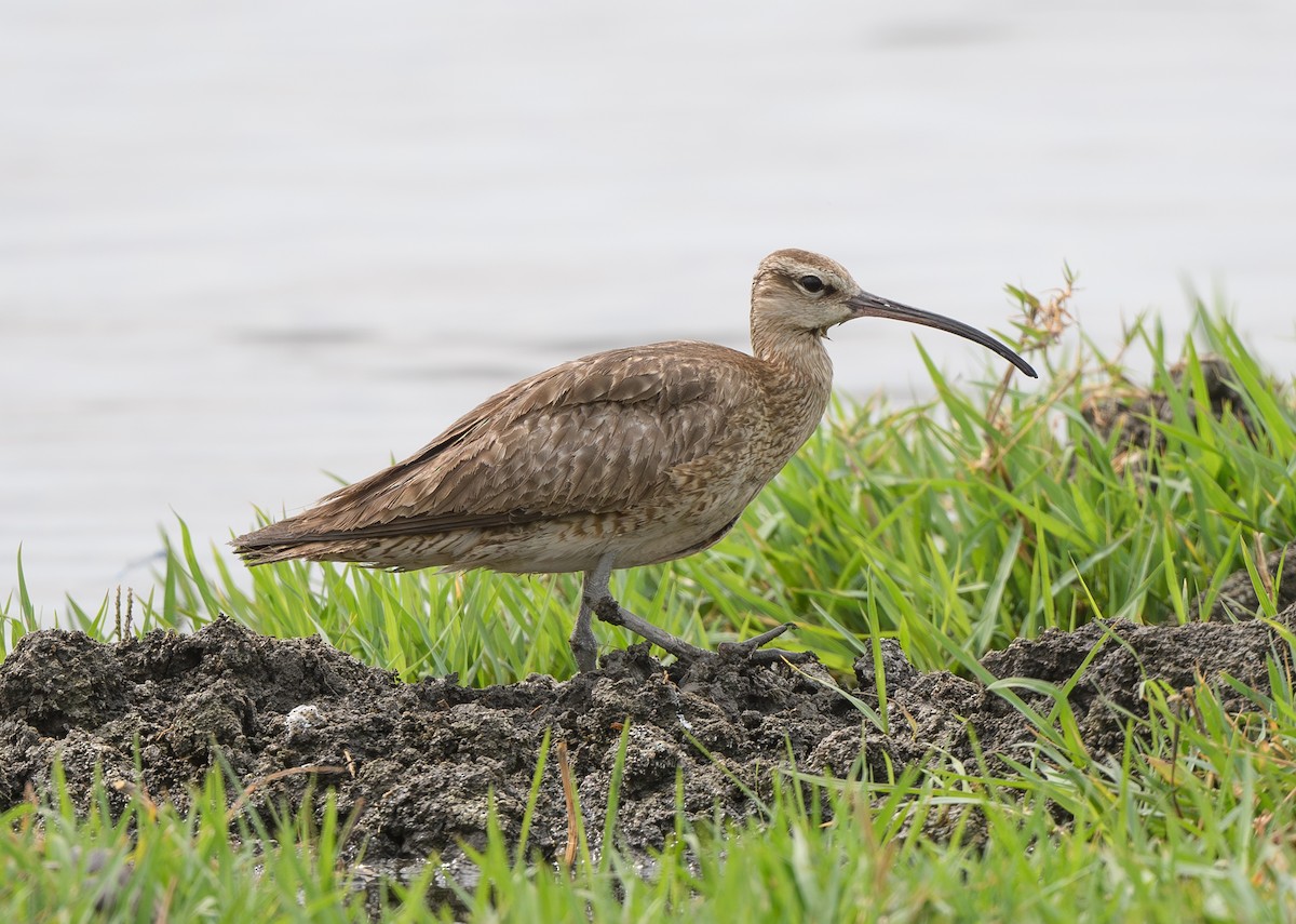 Whimbrel - ML621453989