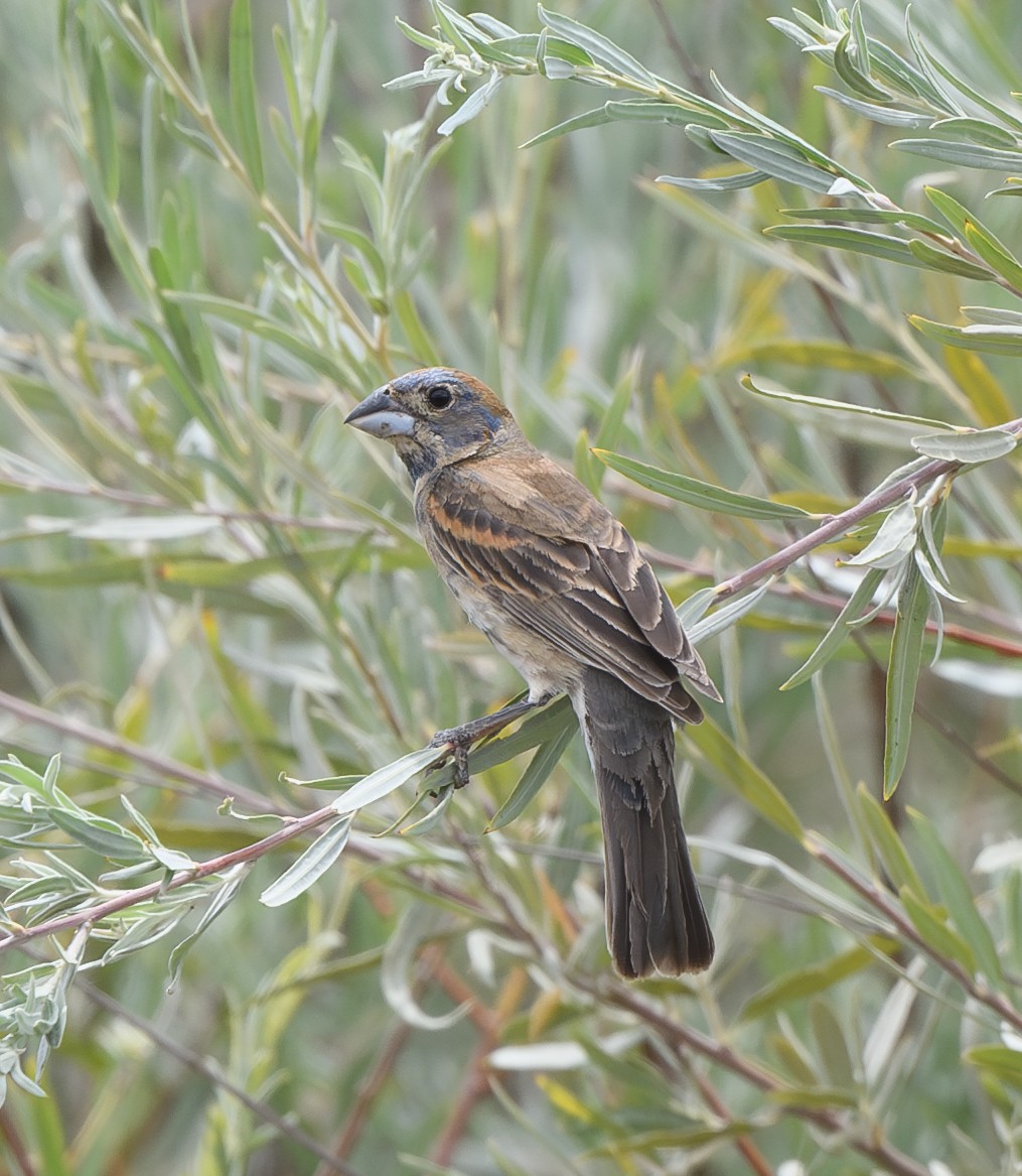 Blue Grosbeak - ML621453991