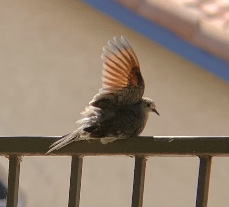 Colombe inca - ML621454028