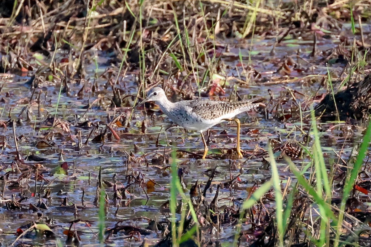 Lesser Yellowlegs - ML621454046