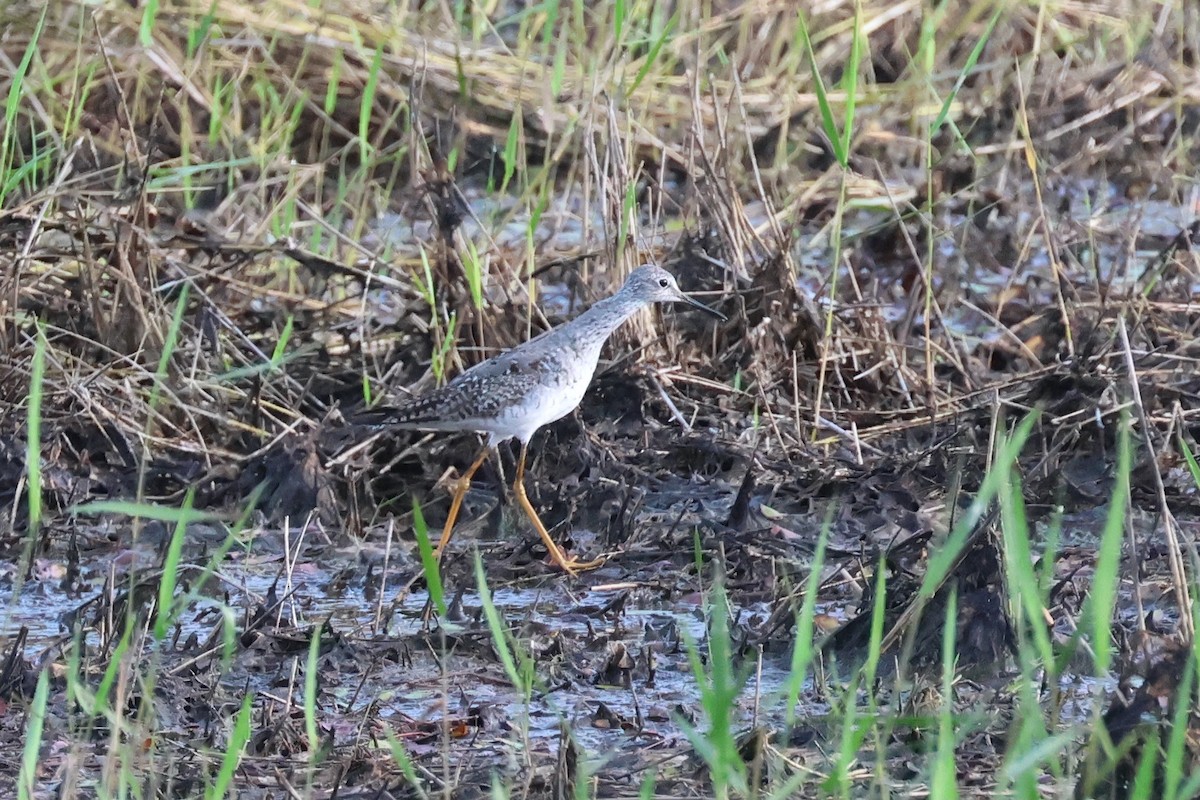 Lesser Yellowlegs - ML621454047