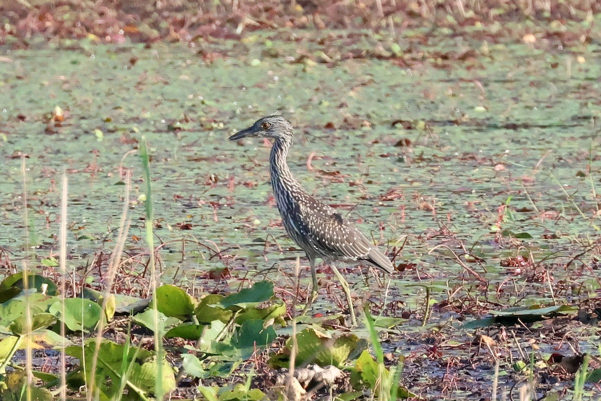 Yellow-crowned Night Heron - ML621454057