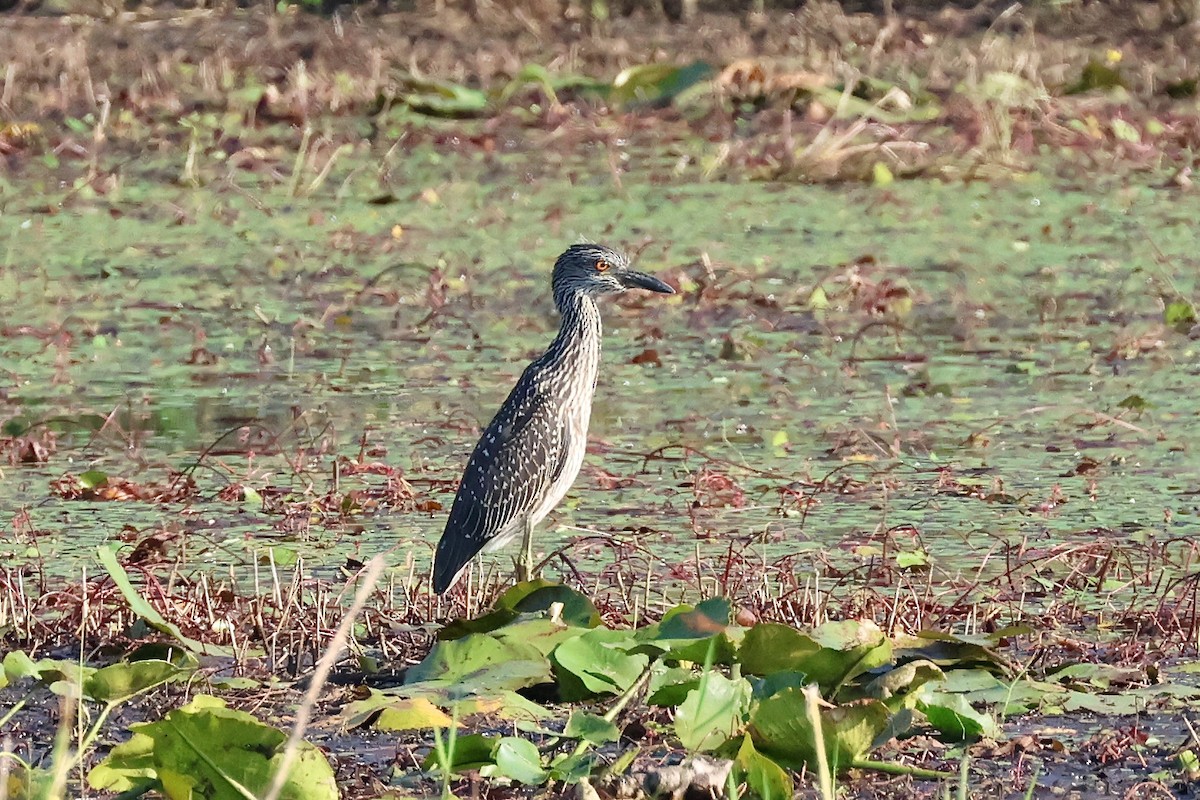 Yellow-crowned Night Heron - ML621454058