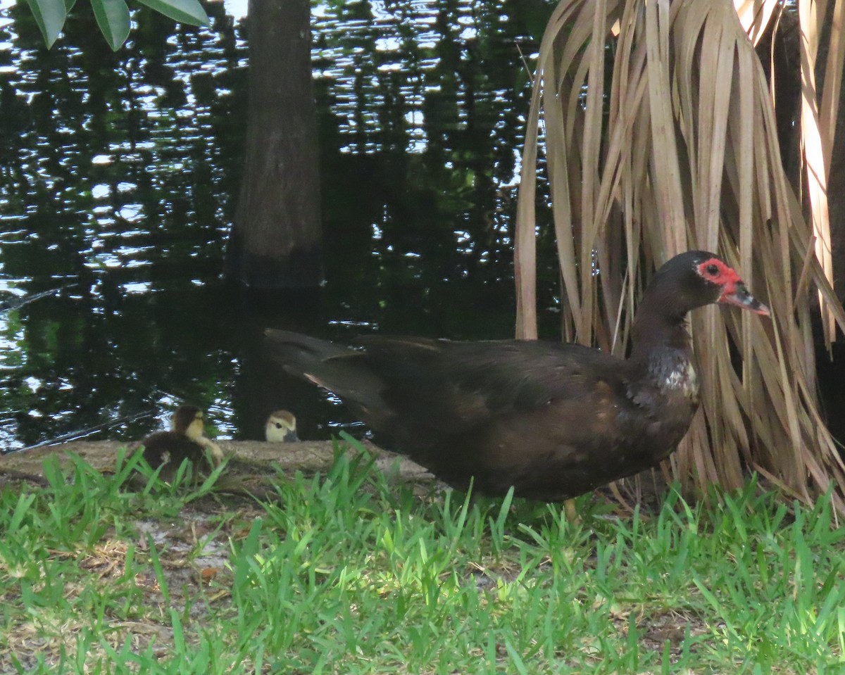 Muscovy Duck (Domestic type) - ML621454100