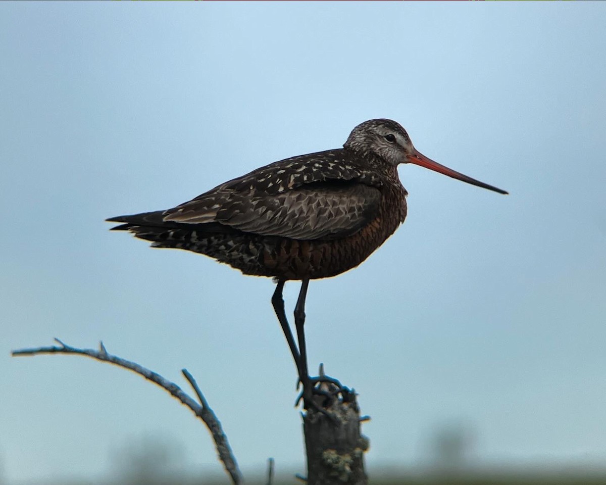 Hudsonian Godwit - ML621454137