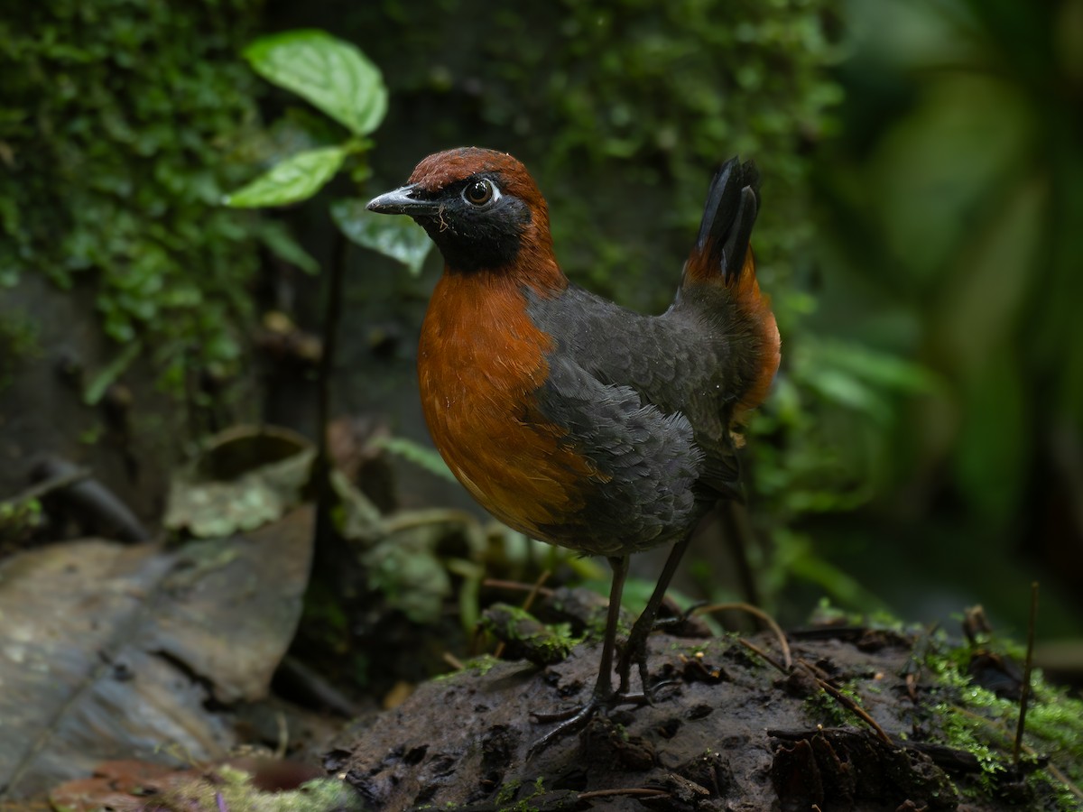 Rufous-breasted Antthrush - ML621454165