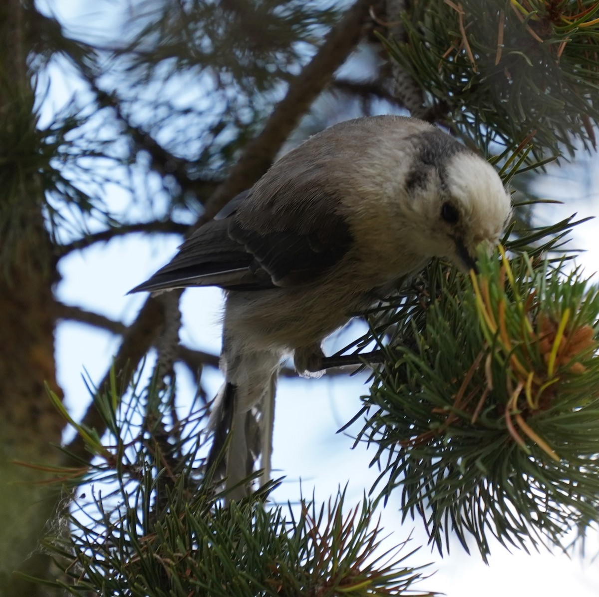 Canada Jay - ML621454201
