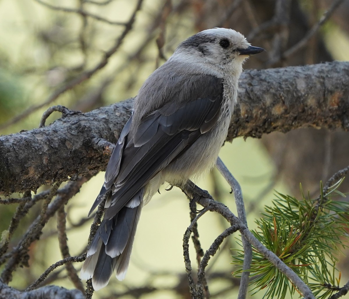 Canada Jay - ML621454202
