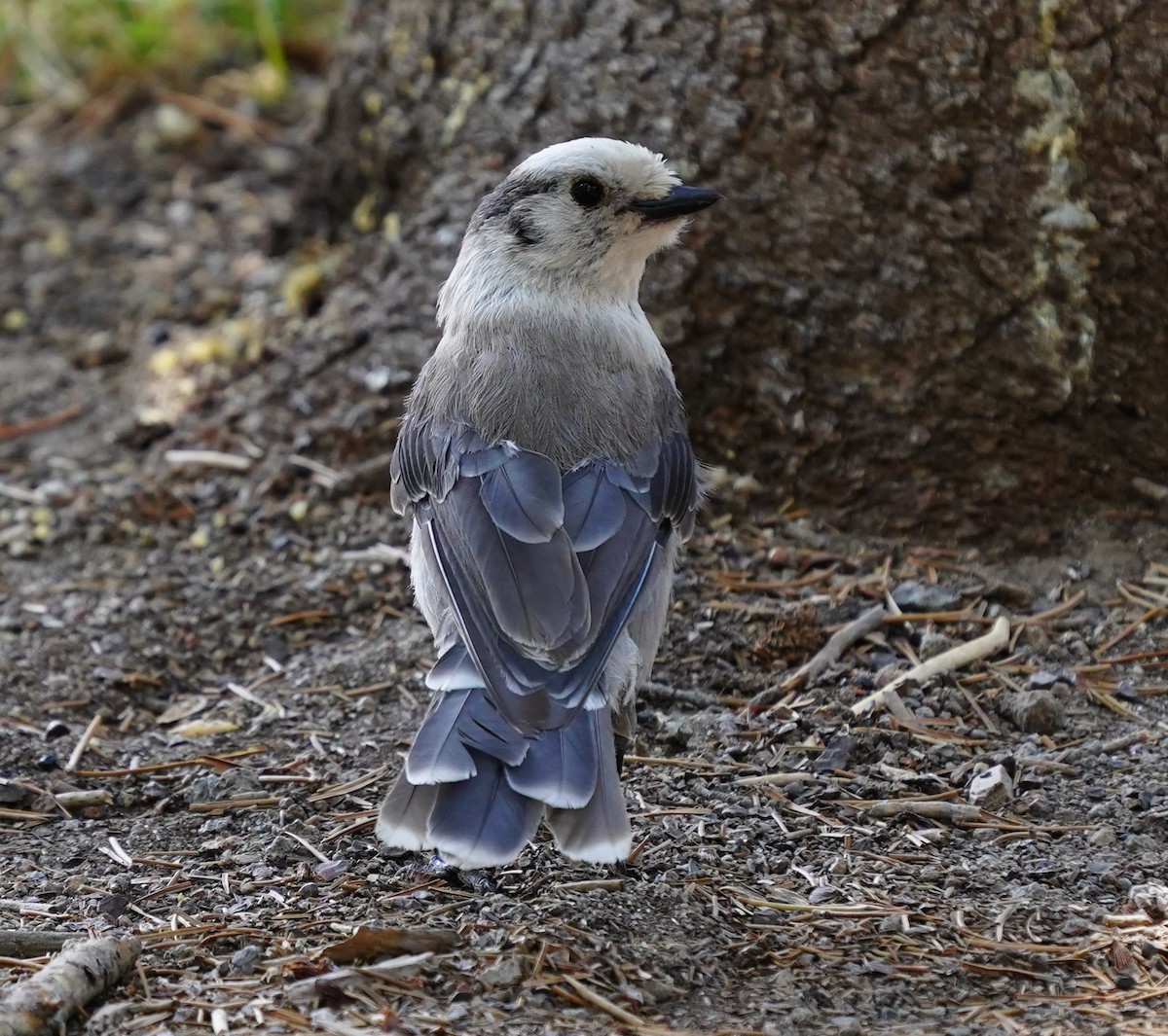Canada Jay - ML621454203