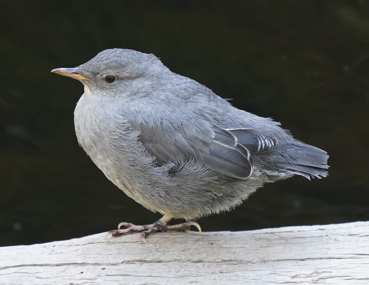 American Dipper - ML621454215