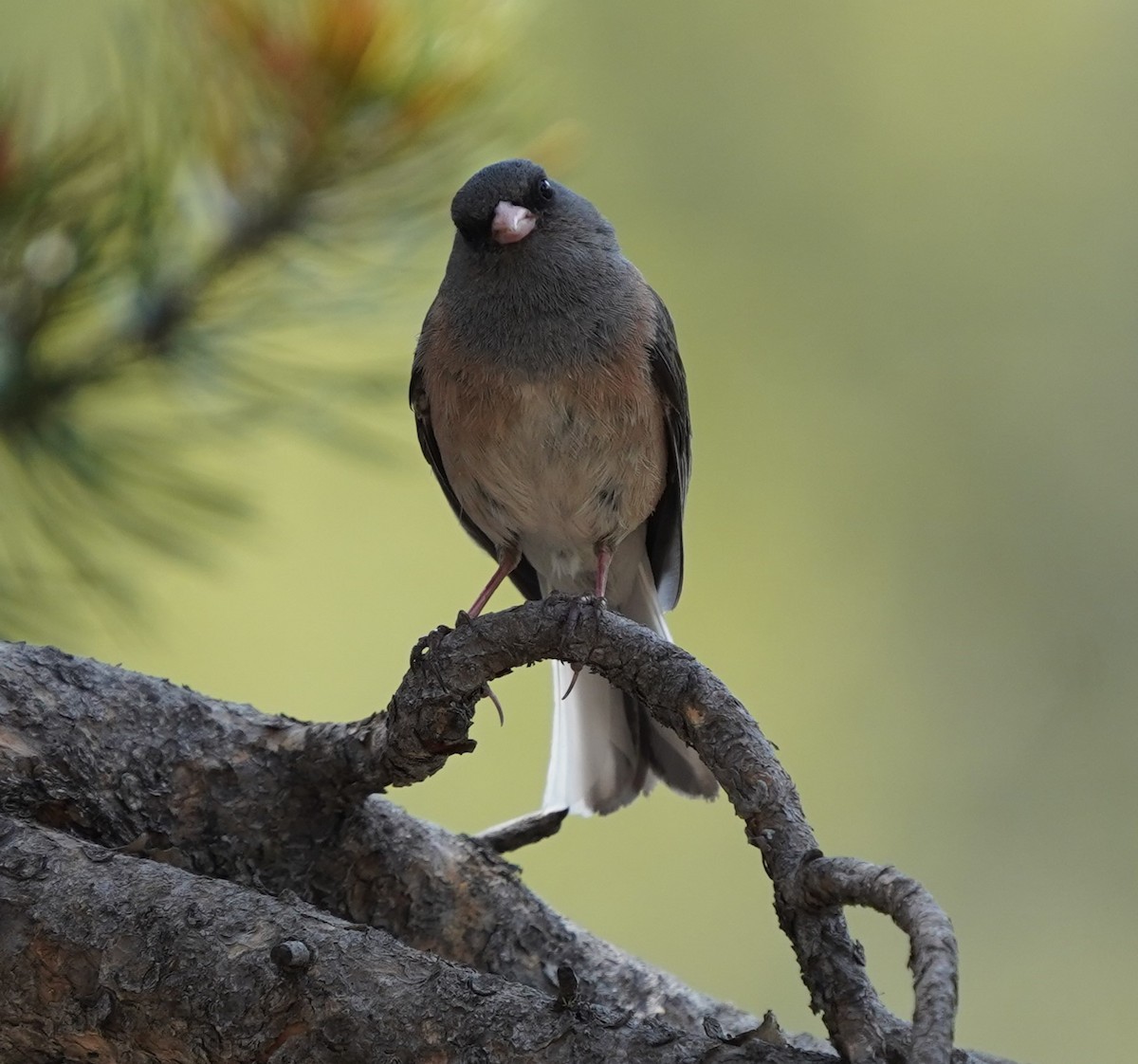 Dark-eyed Junco - ML621454219