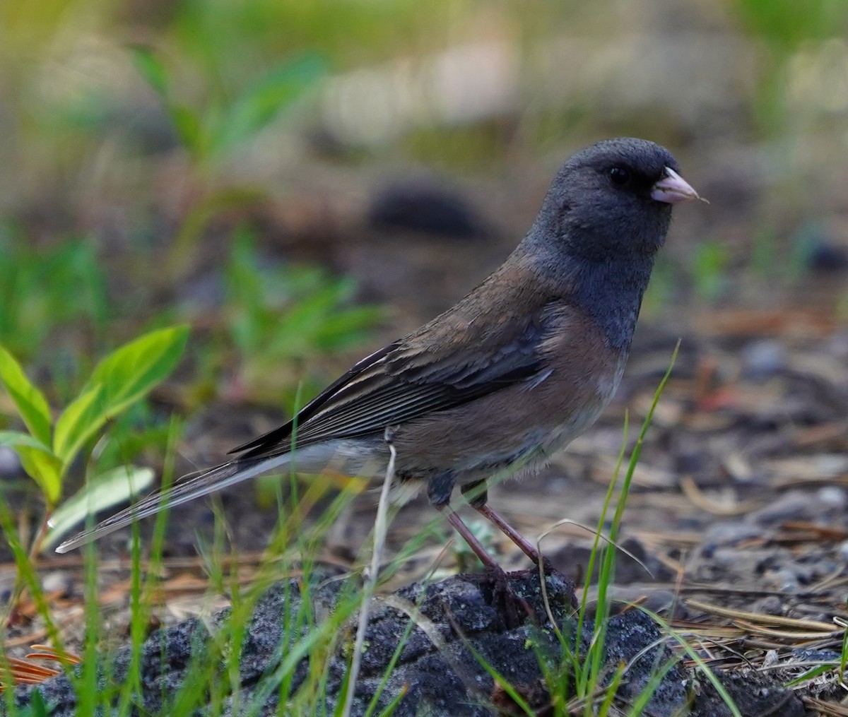 Dark-eyed Junco - ML621454220
