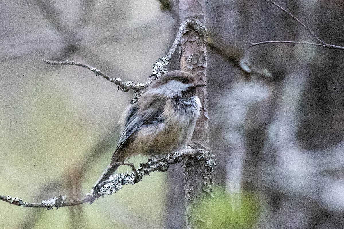 Gray-headed Chickadee - ML621454367