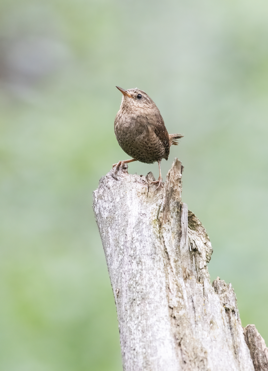 Pacific Wren - ML621454381