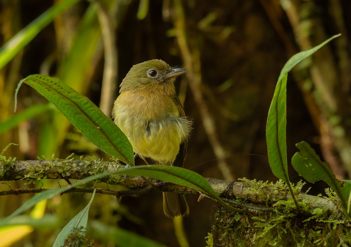 Fulvous-breasted Flatbill - ML621454410