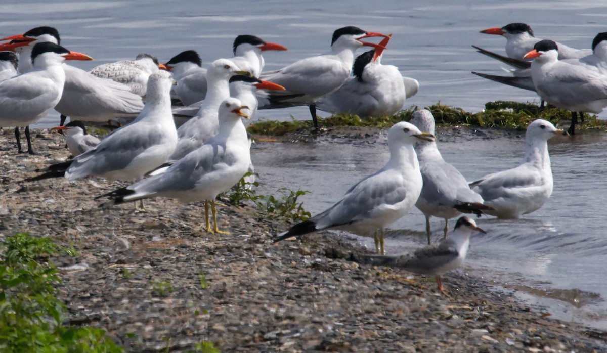 Ring-billed Gull - ML621454444