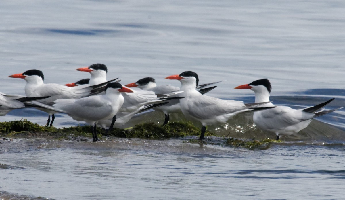 Caspian Tern - ML621454458