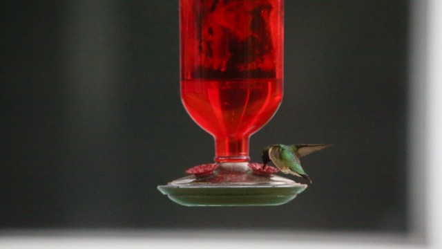 Ruby-throated Hummingbird - ML621454491