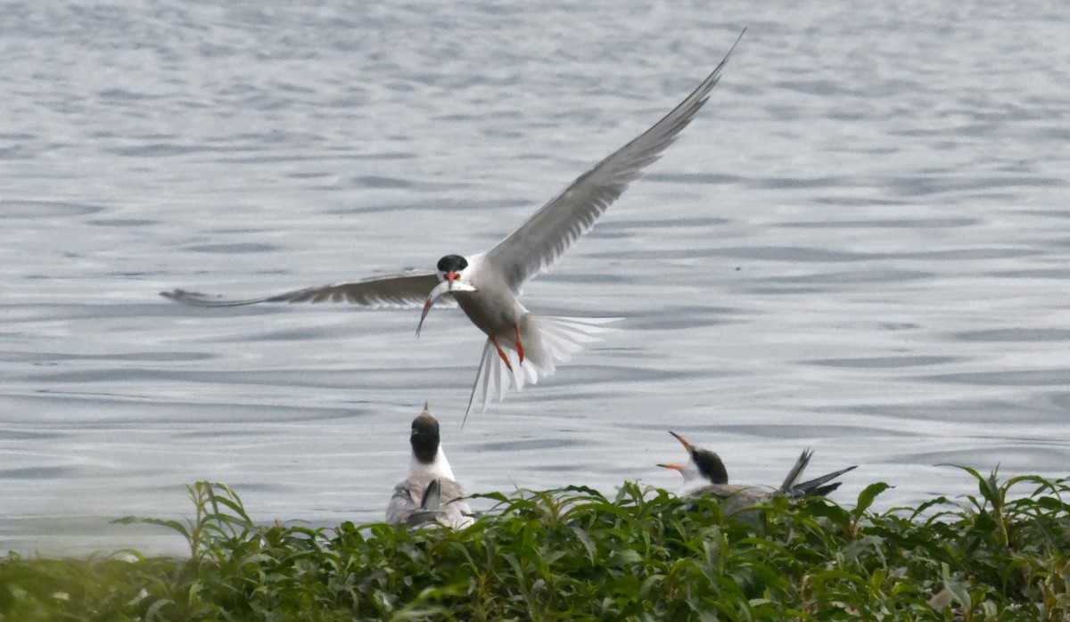 Common Tern - ML621454512