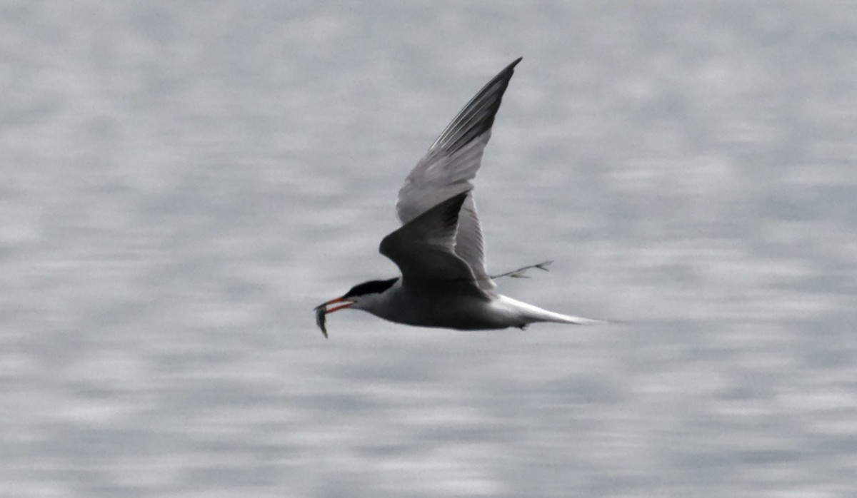 Common Tern - ML621454517