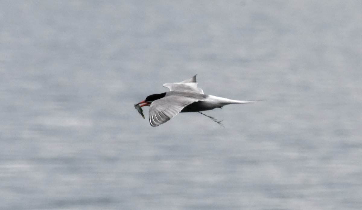 Common Tern - ML621454523