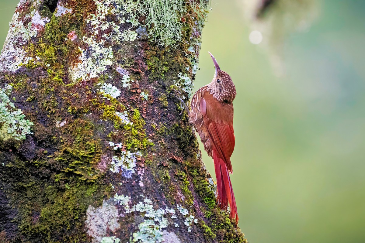 Spot-crowned Woodcreeper - ML621454526