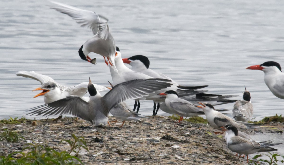 Common Tern - ML621454537