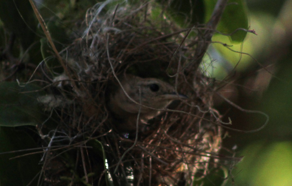 White-bellied Wren - ML621454559