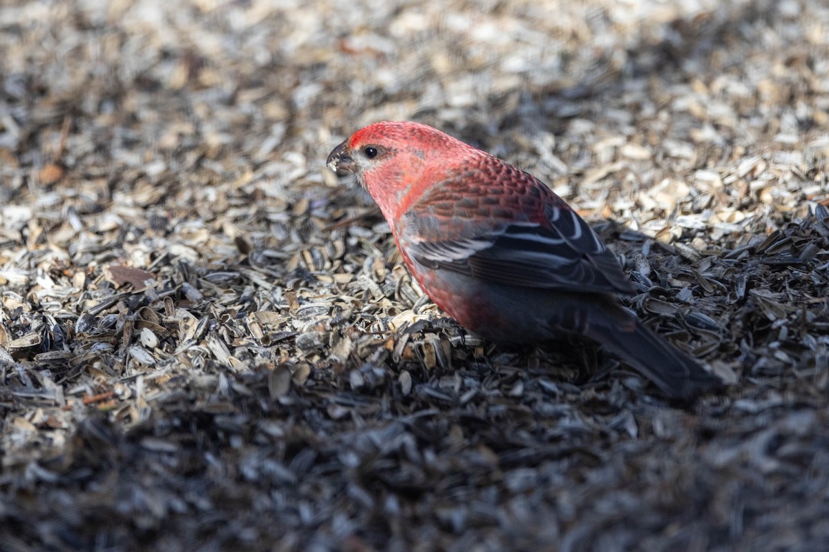 Pine Grosbeak (Eurasian) - Eric Gustafson