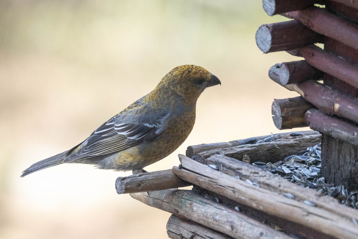 Pine Grosbeak (Eurasian) - ML621454617