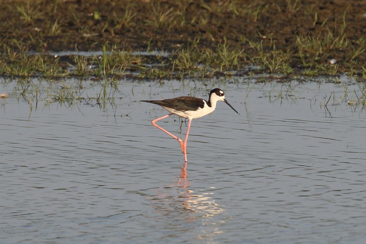 Black-necked Stilt - ML621454621