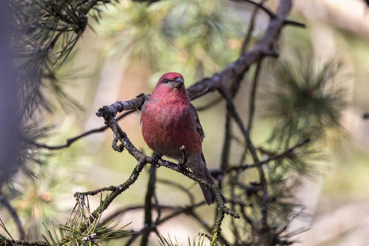 Pine Grosbeak (Eurasian) - ML621454622