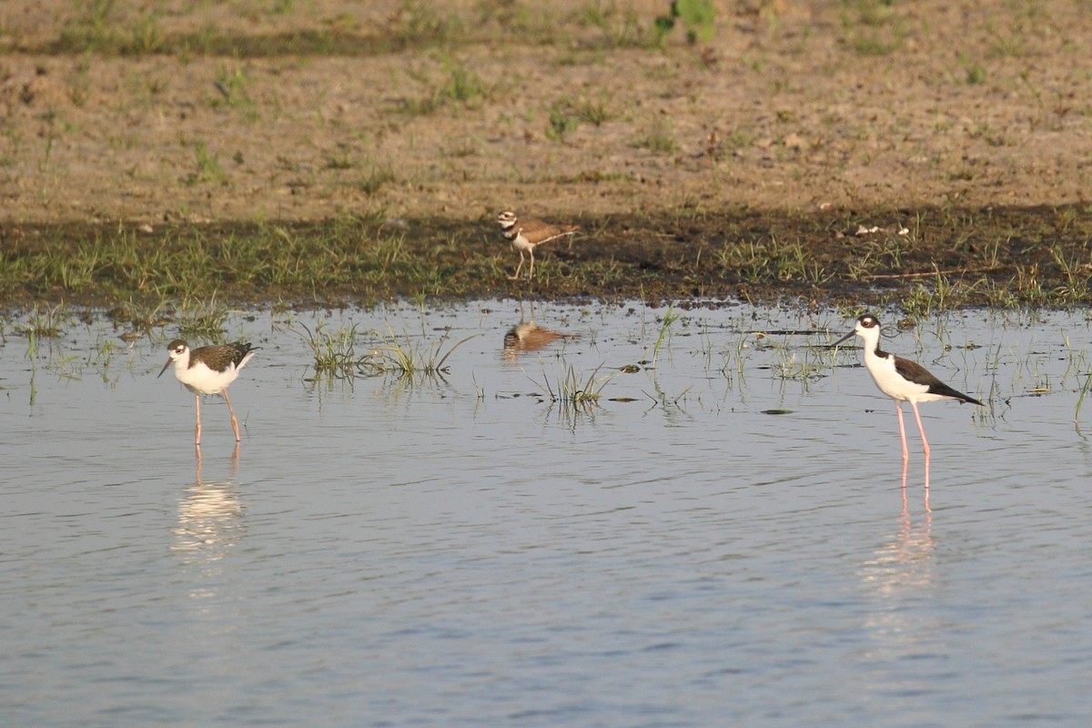 Black-necked Stilt - ML621454626