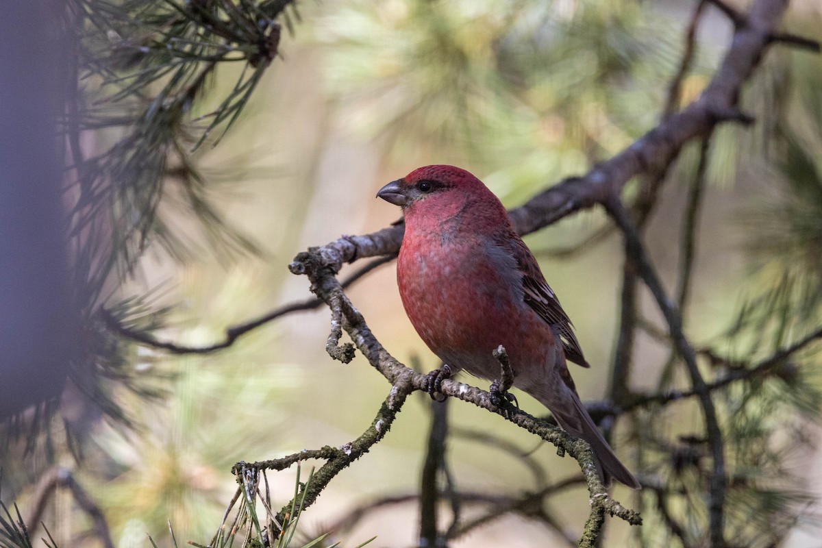 Pine Grosbeak (Eurasian) - ML621454629