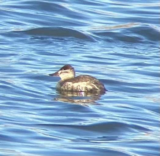 Ruddy Duck - ML621454649