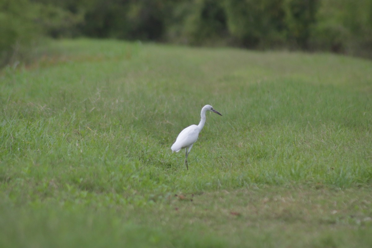 Little Blue Heron - ML621454665